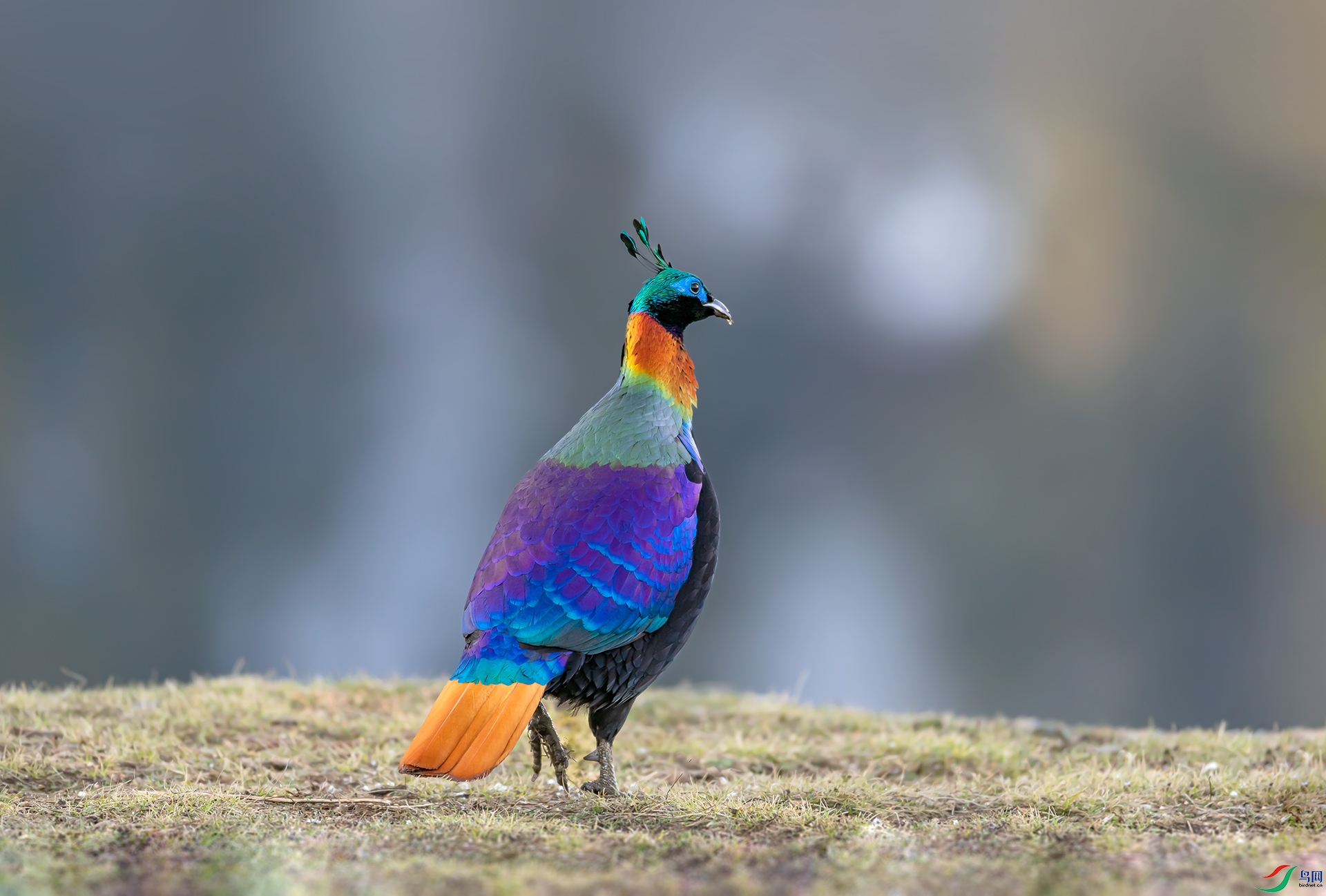 ��β����