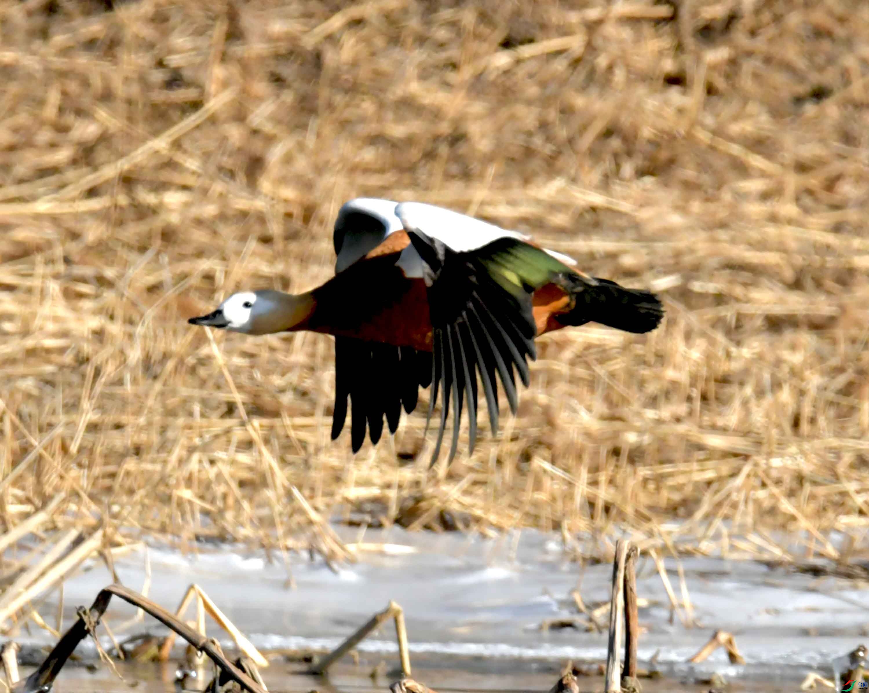 DSC_9246.JPG