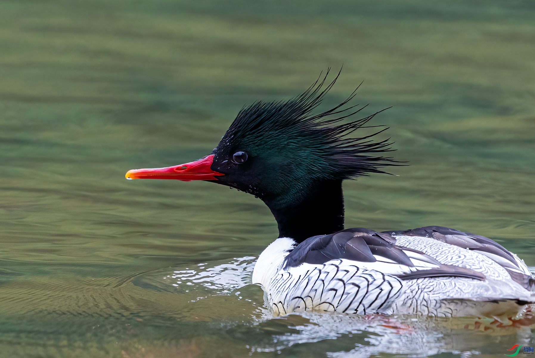 BF1I0152 ����_����.jpg