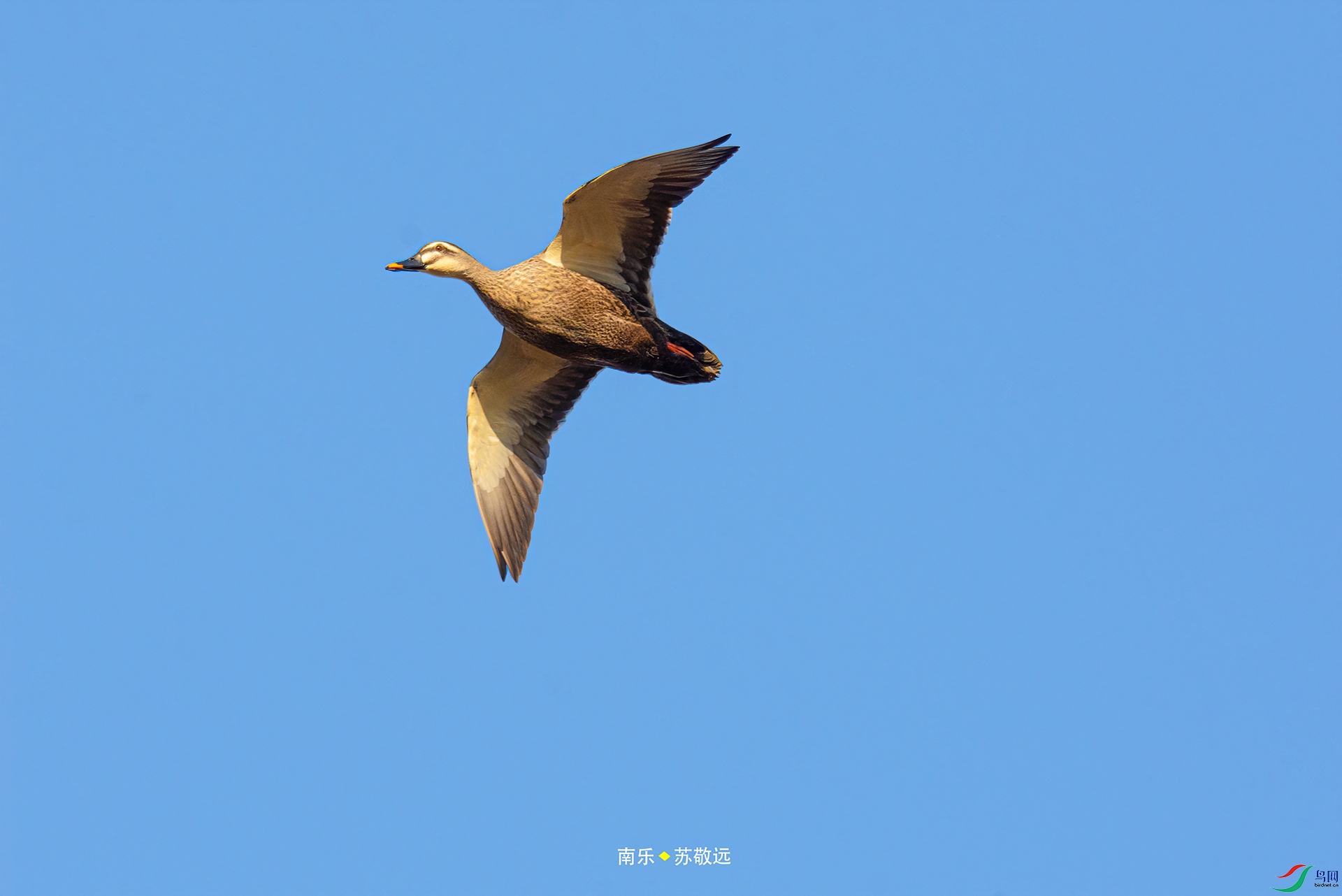 _DSC3812С.jpg