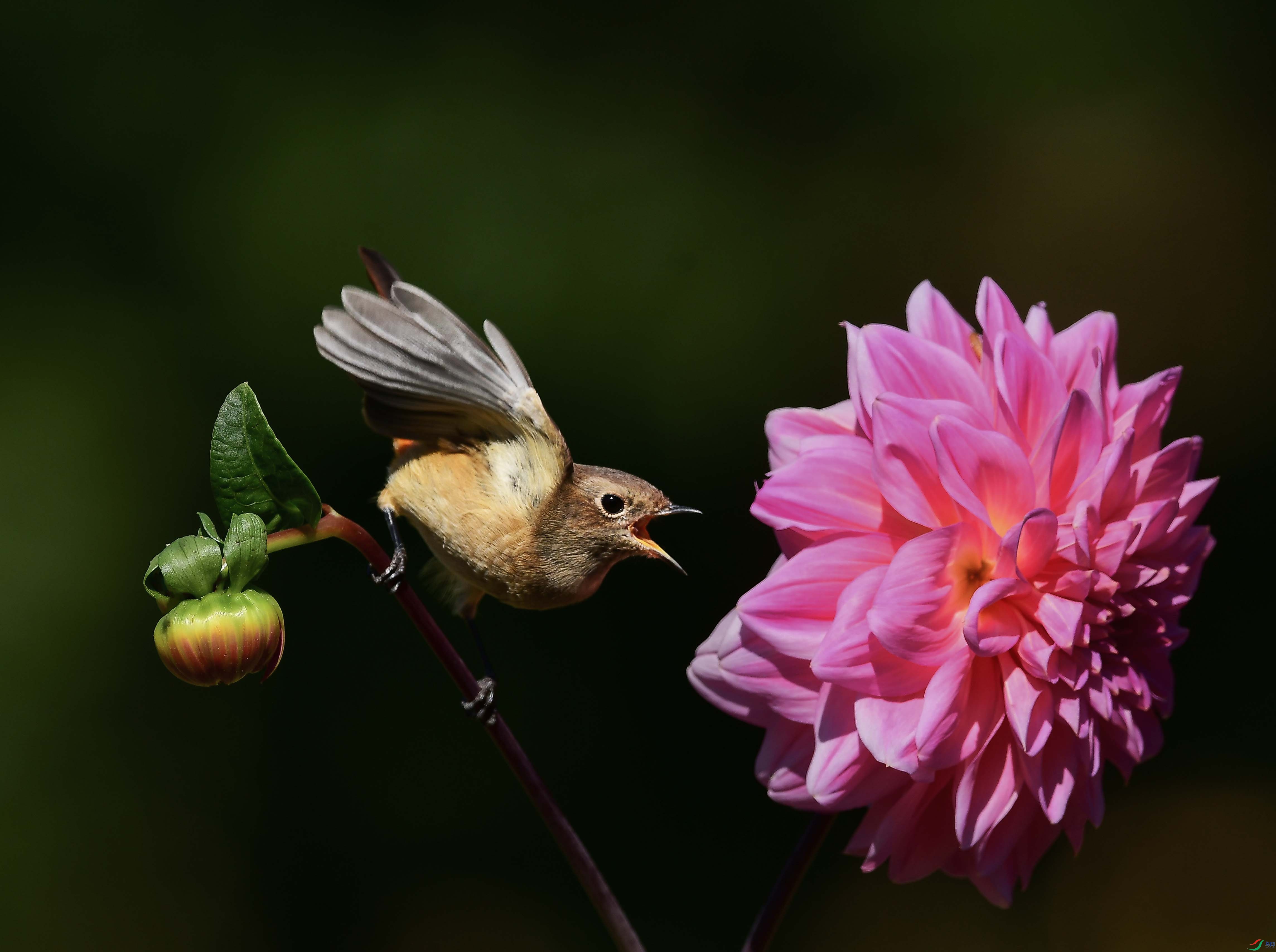 DSC_2242.JPG