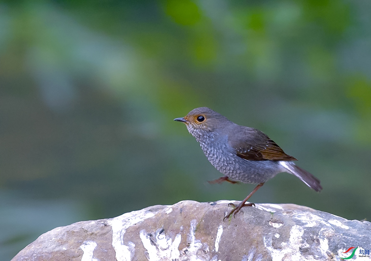 DSC_0923.JPG