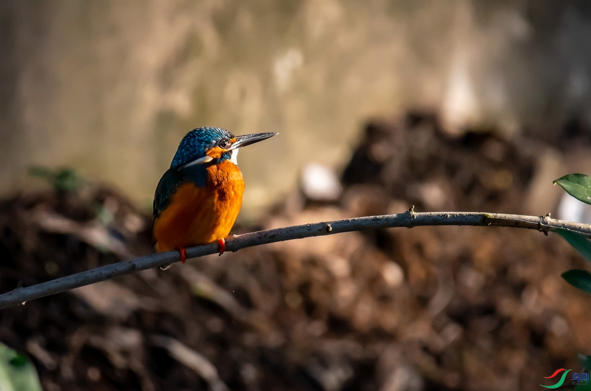 DSC_1161.jpg