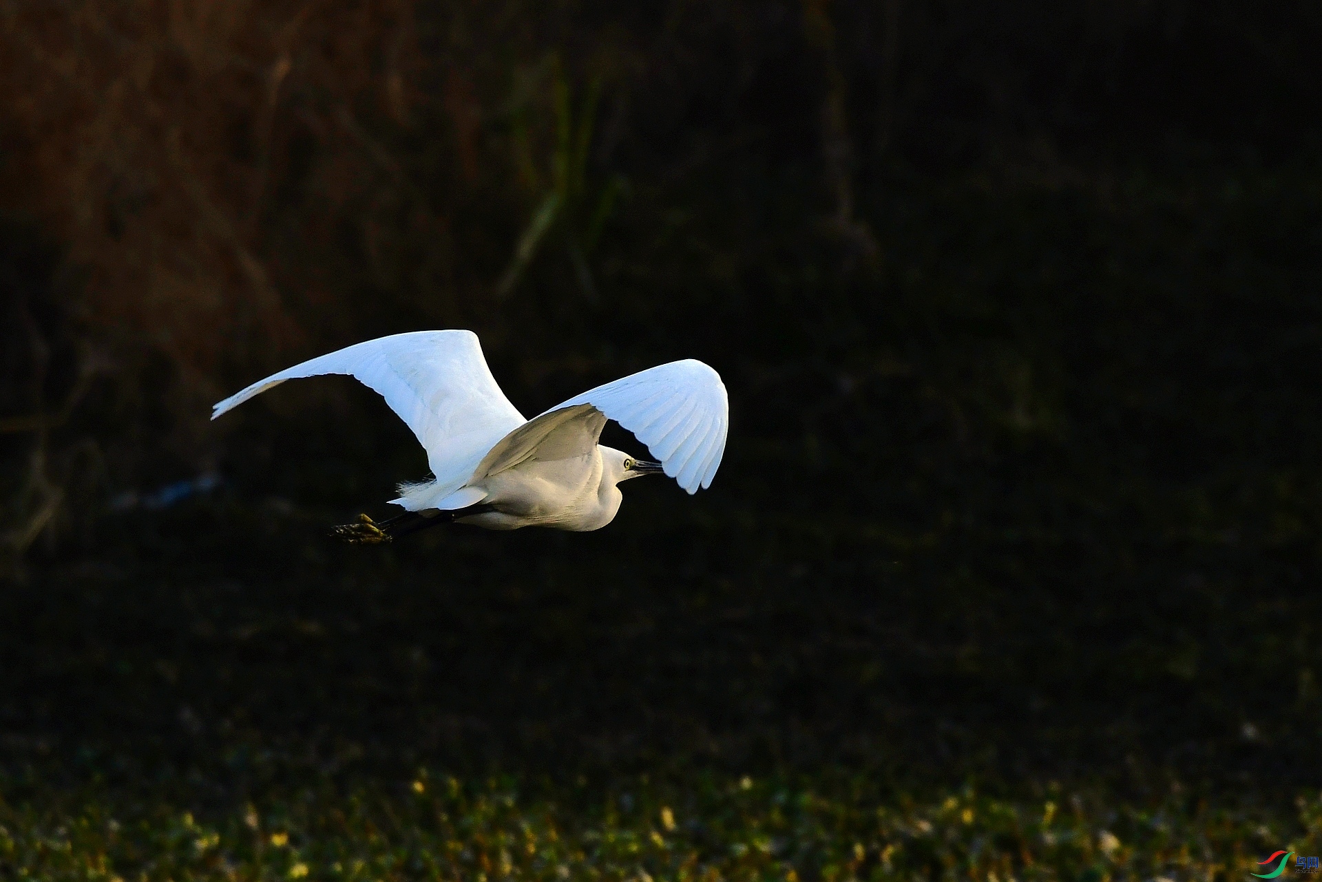 _D5D2606.jpg