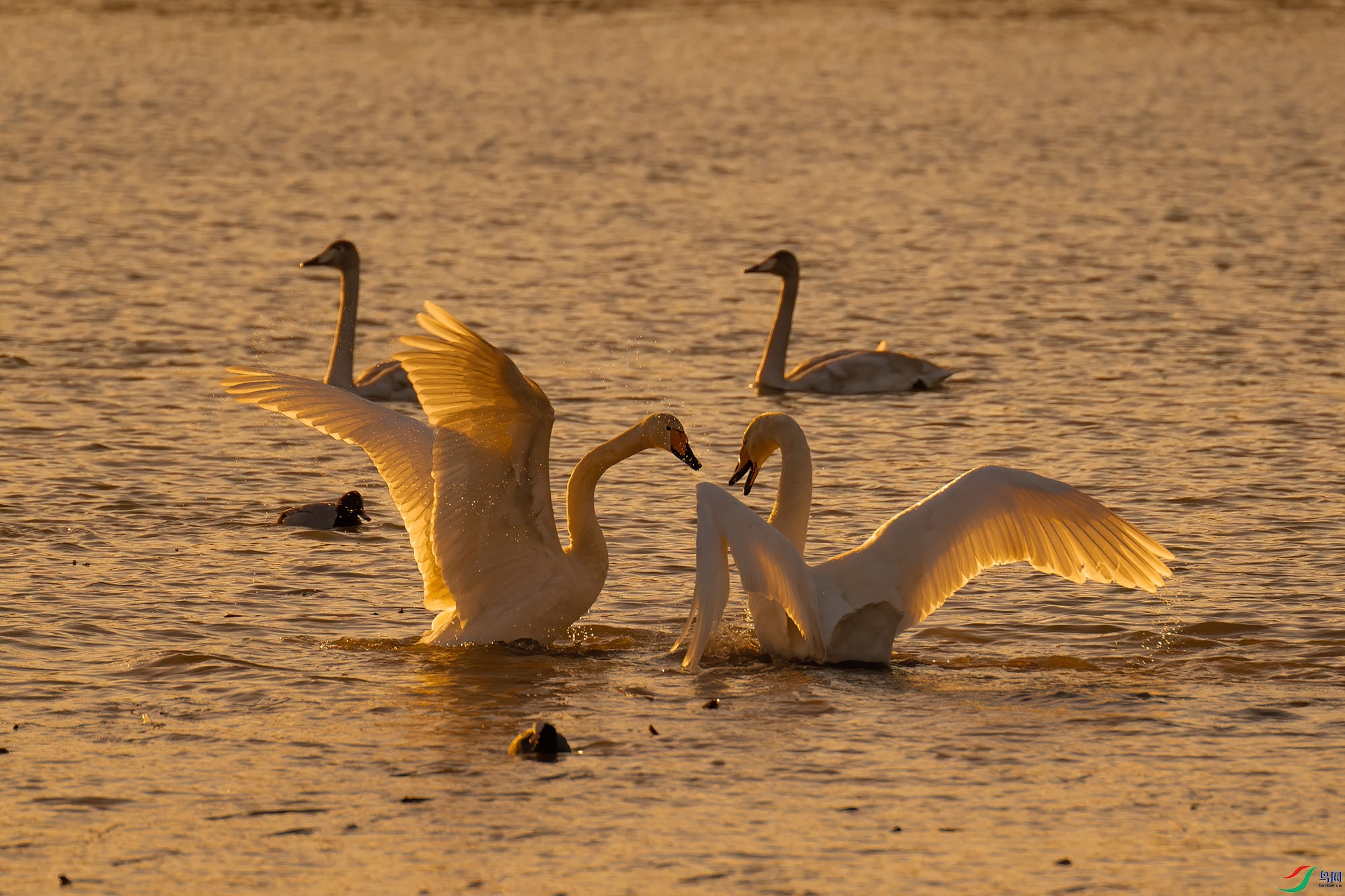 DSC_6712-DeNoiseAI.jpg