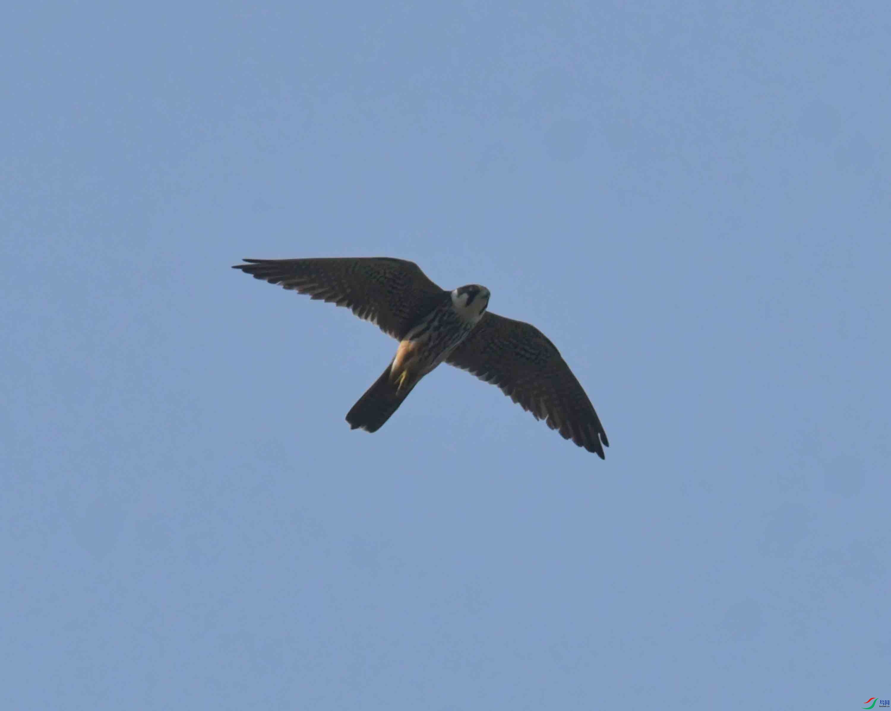 DSC_7875.JPG