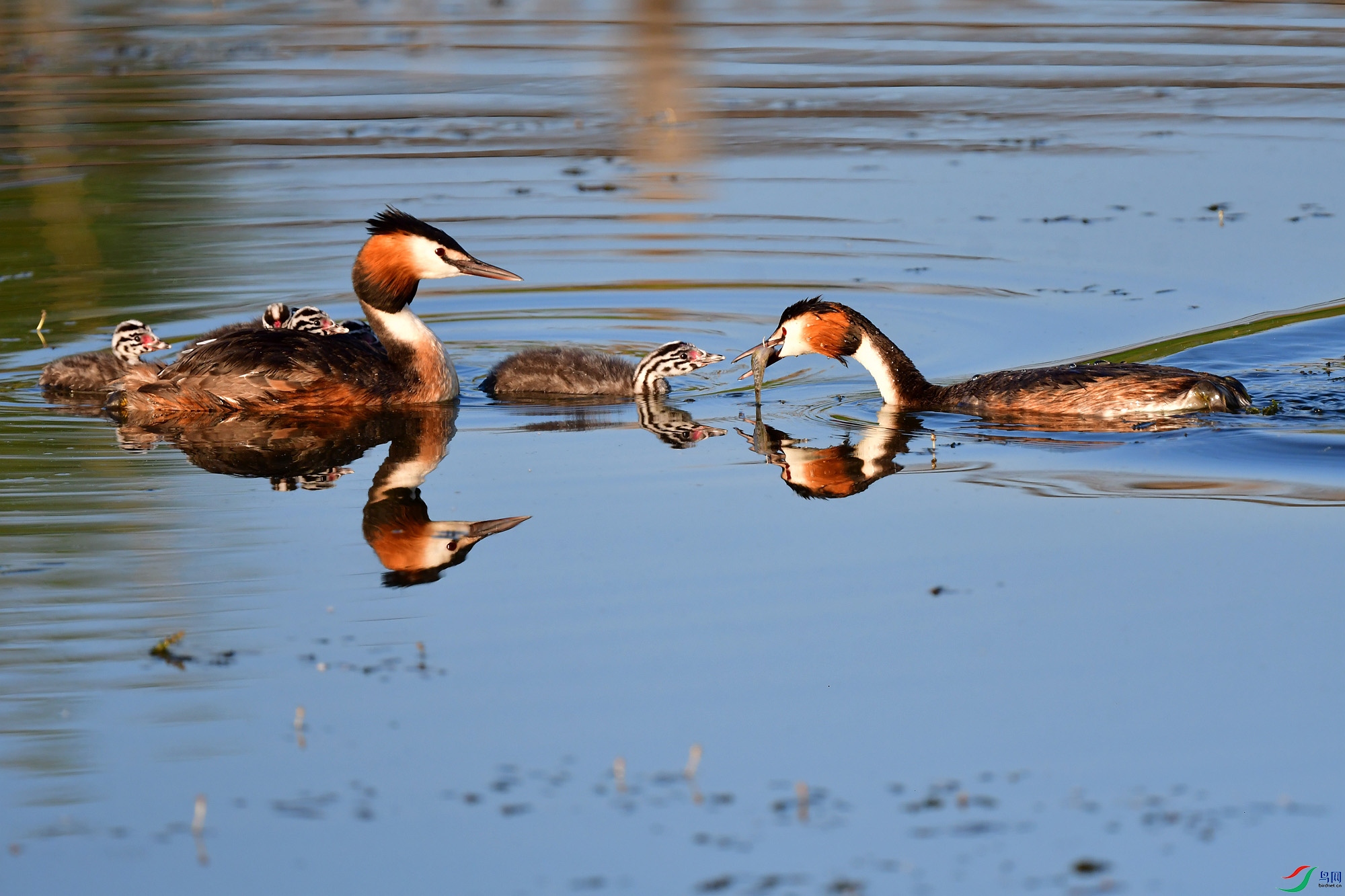 ��ͷ����