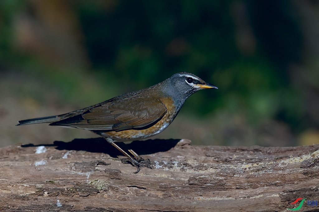 DSC_2951_DxOa.jpg