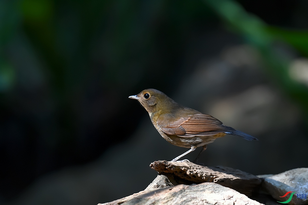 5DSC_2665_DxOa.jpg