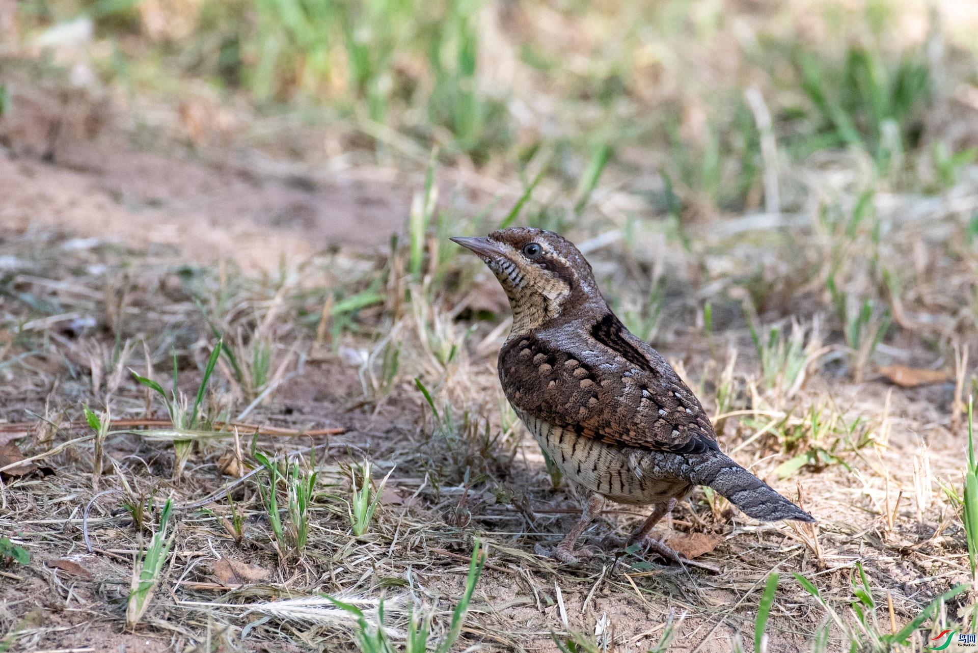DSC_5383.jpg