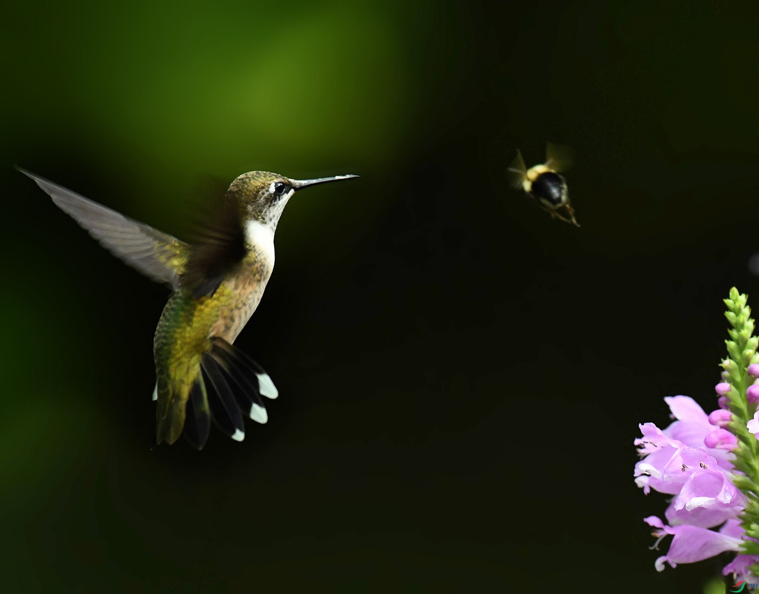 DSC_6065_���� - ����.jpg