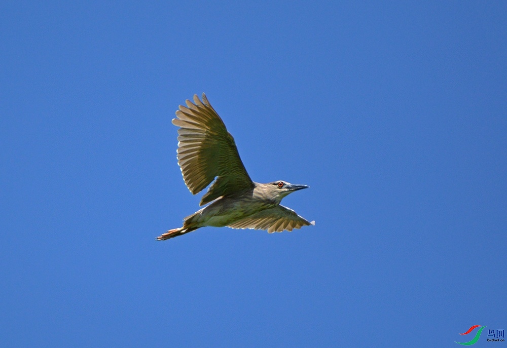 DSC_0104.jpg