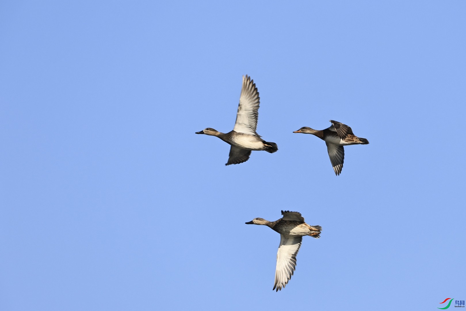 ����Ѽ  _98A9786.jpg