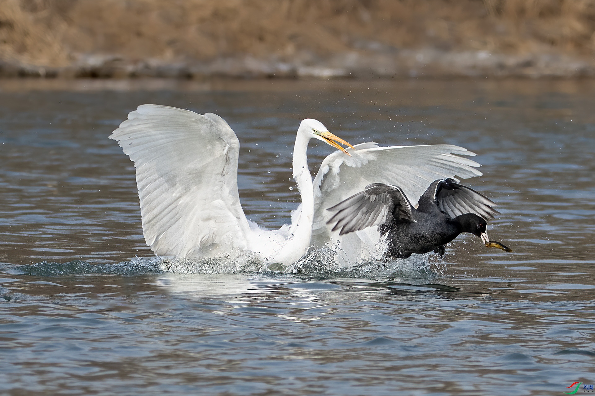 IMG_4145-1.jpg