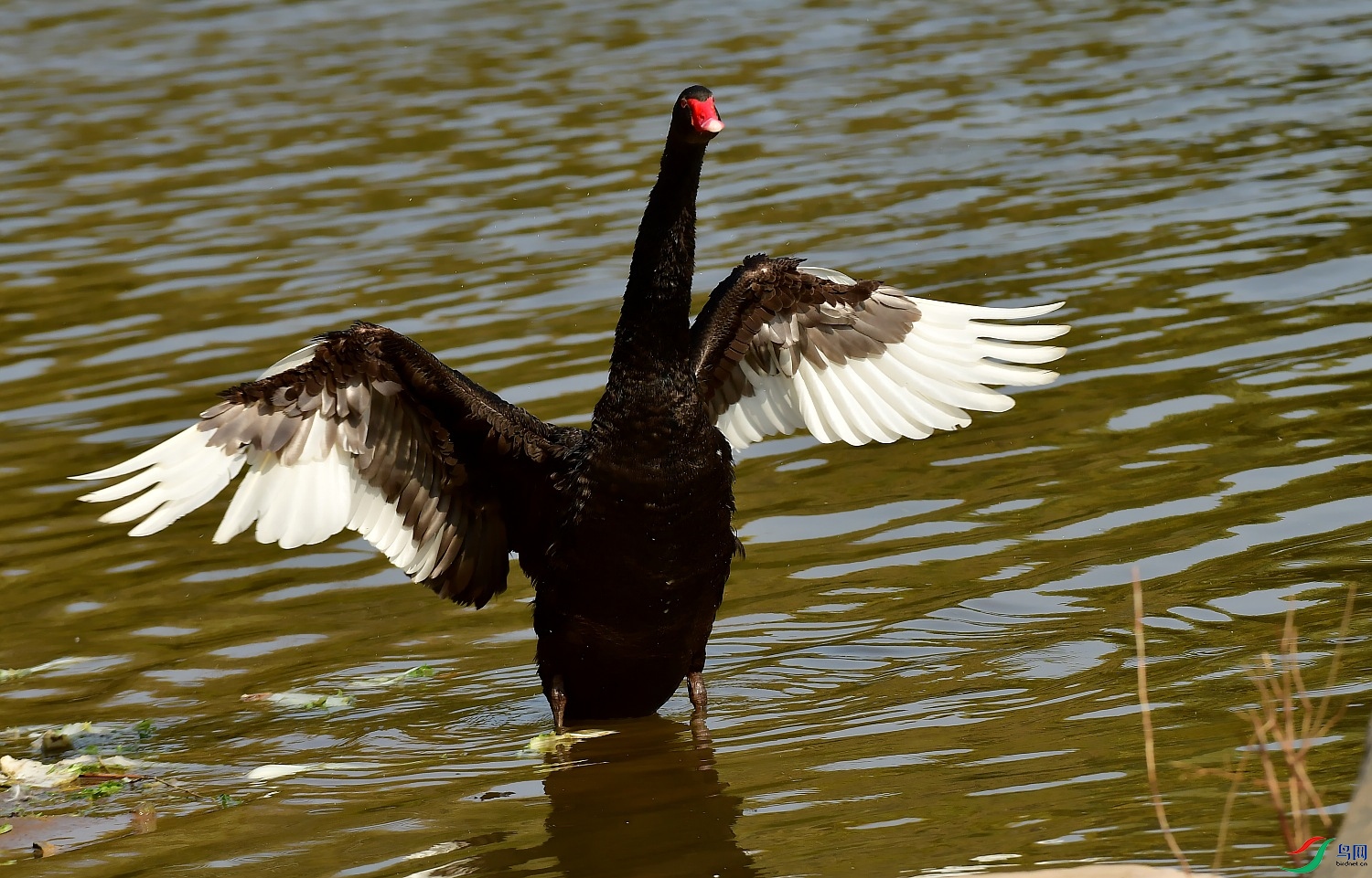 DSC_2340_conew1.jpg