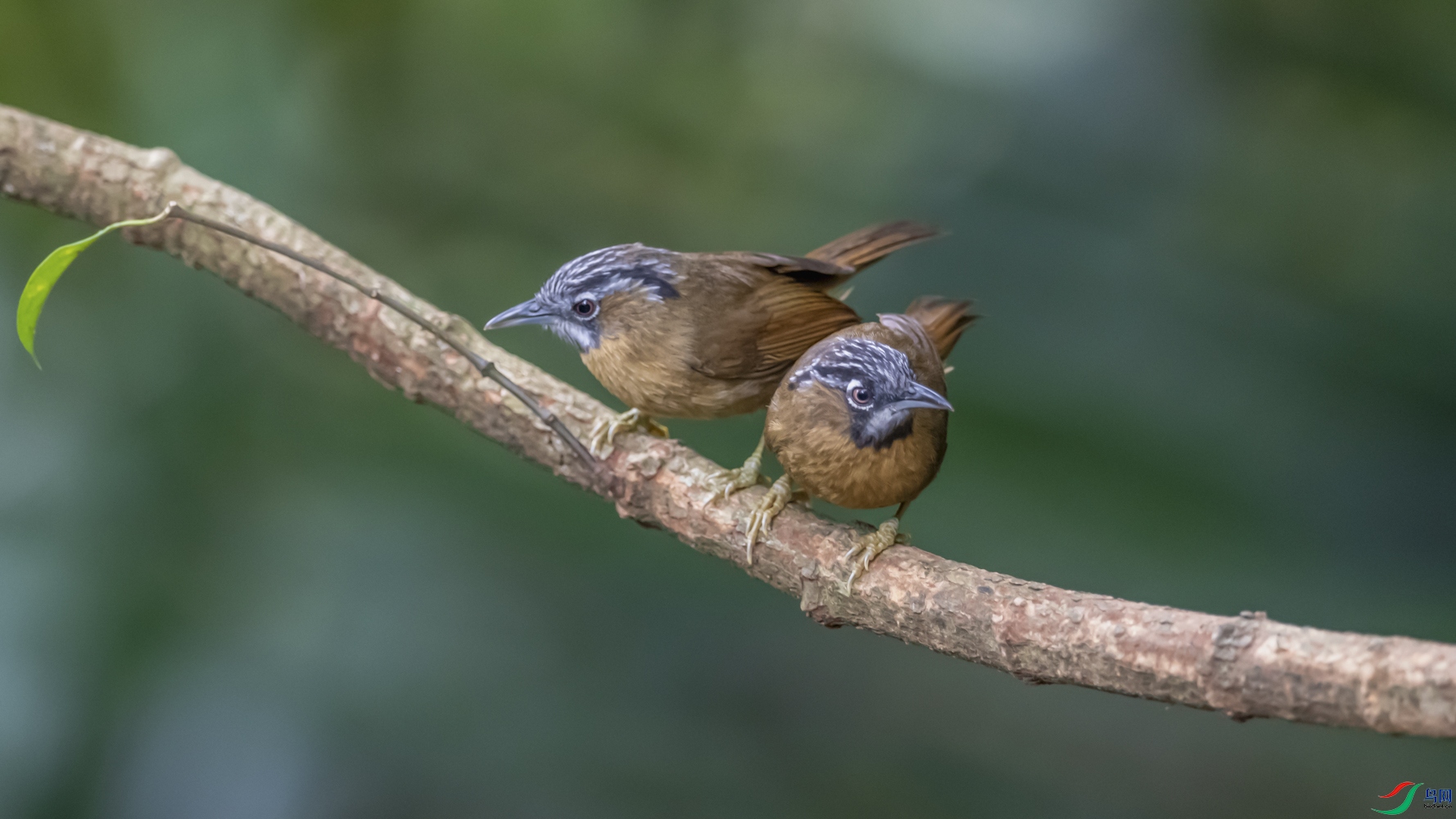 DSC_2184_1.jpg