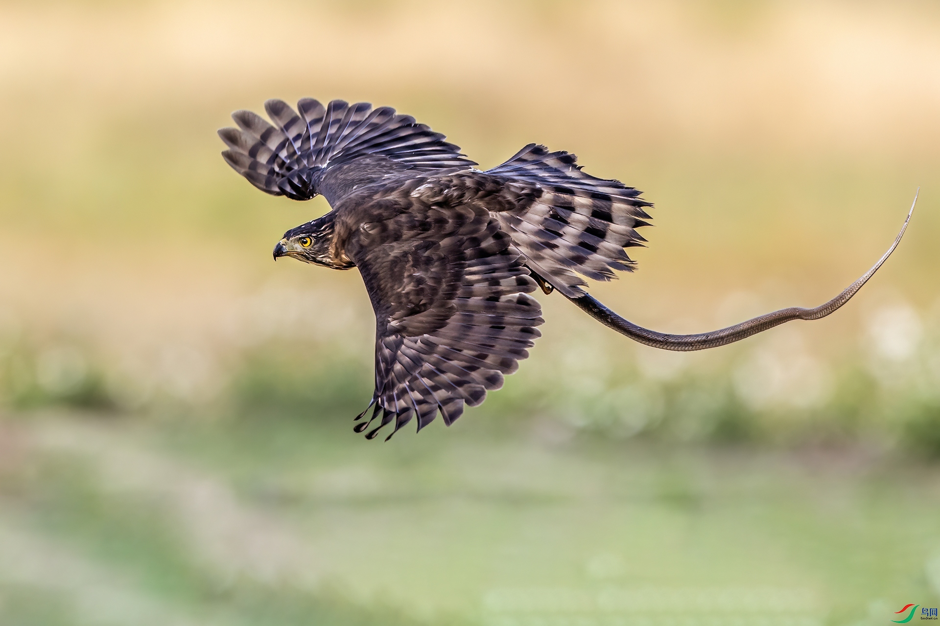 ��ͷӥ037-1.jpg