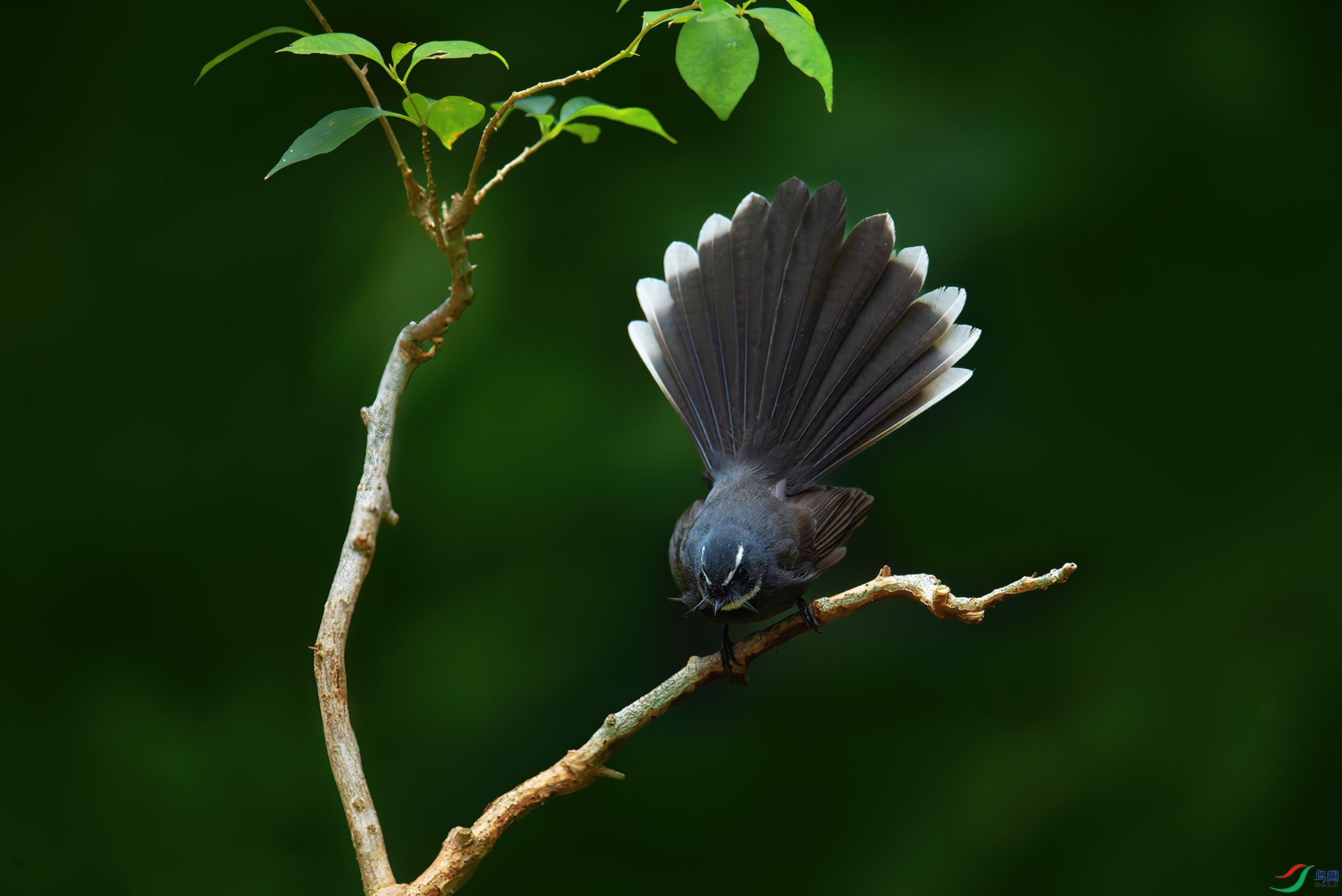 DSC_3450-1.jpg