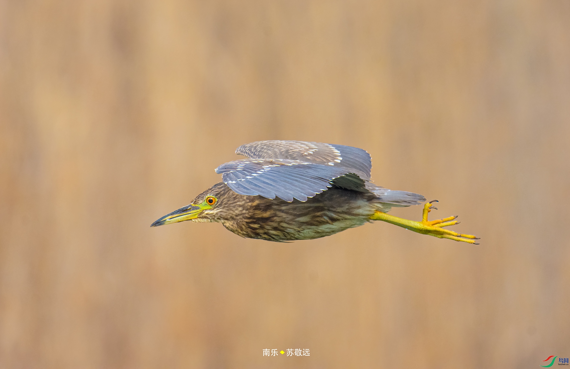 _DSC4101С.jpg