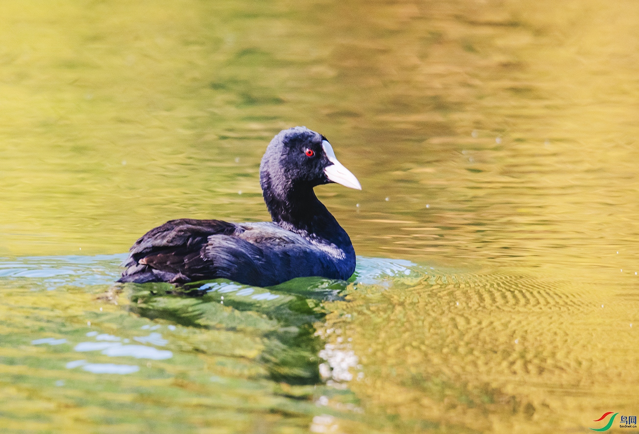 DSC_6074.jpg