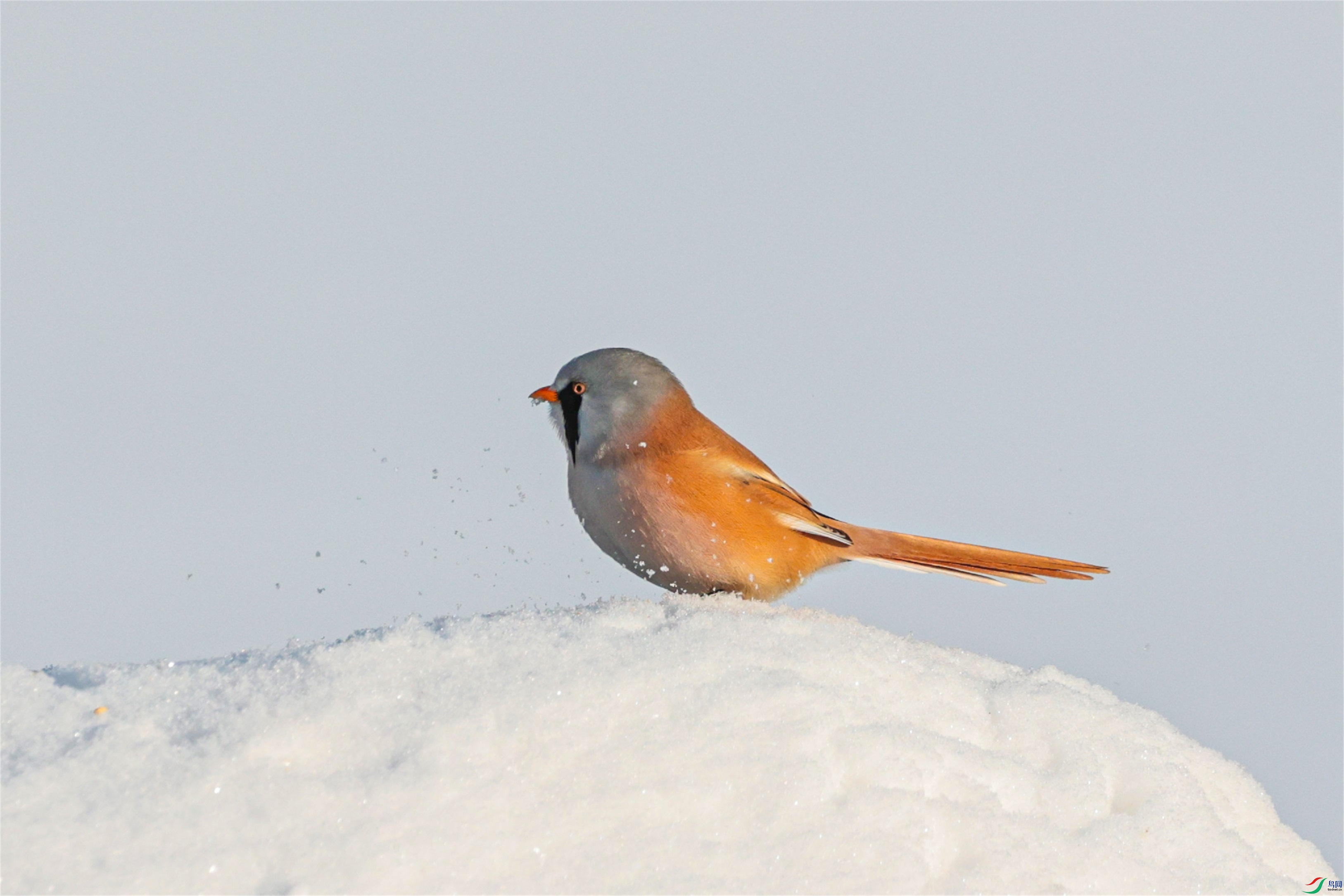 1K3A7050 ����1.jpg