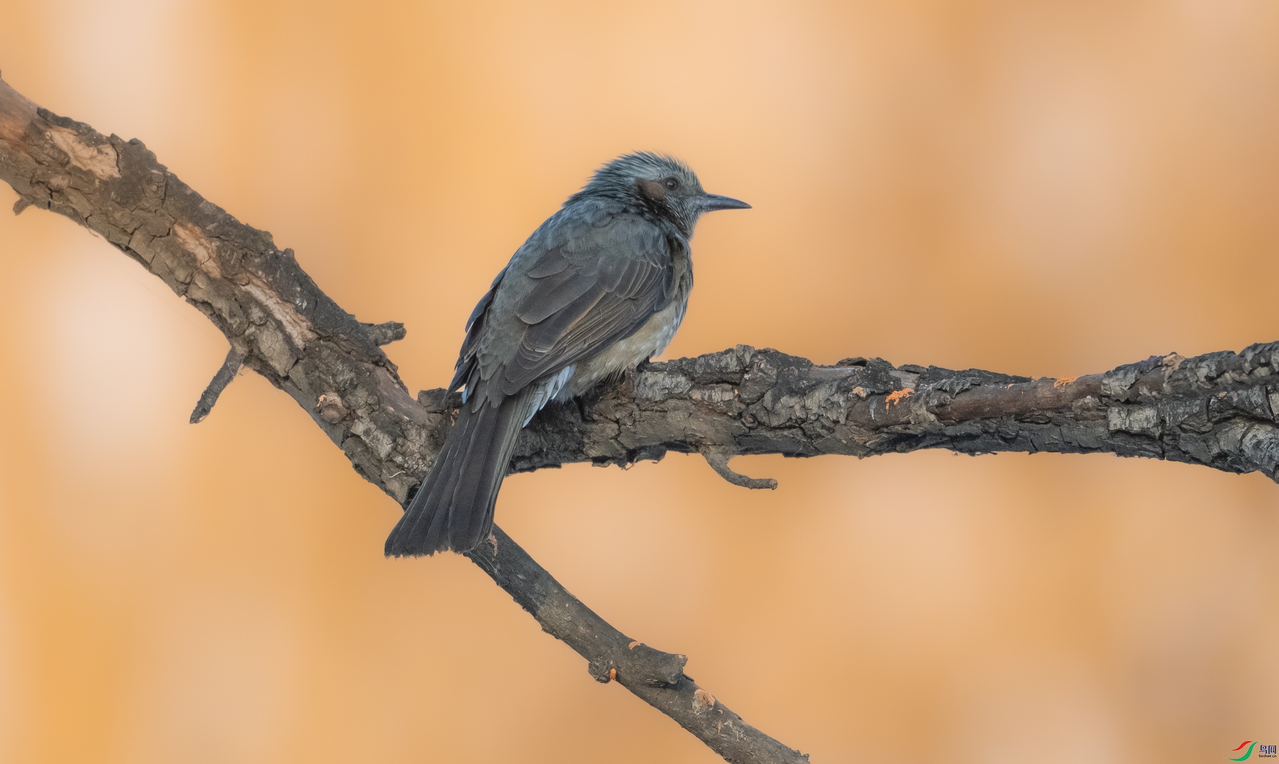 �����̽���