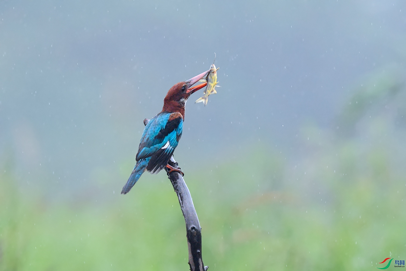 DSC_2569aa.jpg