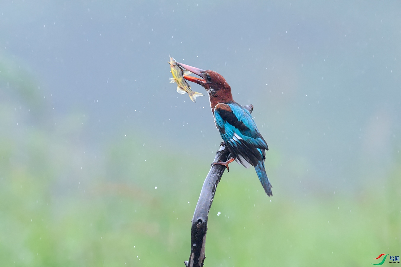 DSC_2551aa.jpg