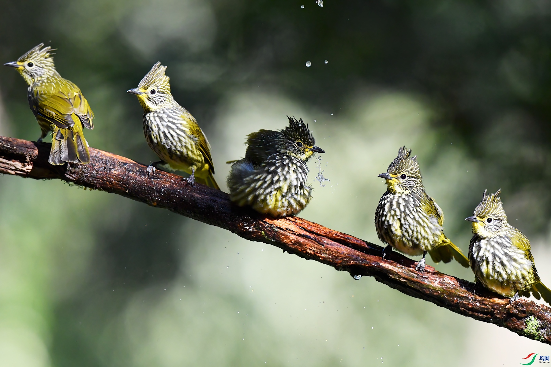 DSC_7299.jpg1.jpg