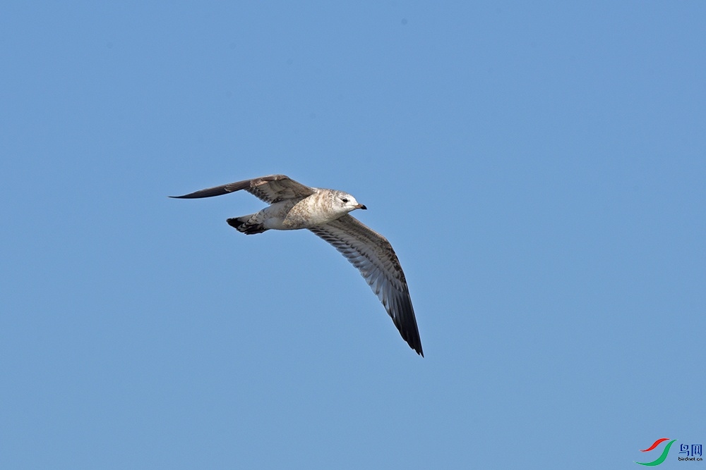 DSC_3237.jpg