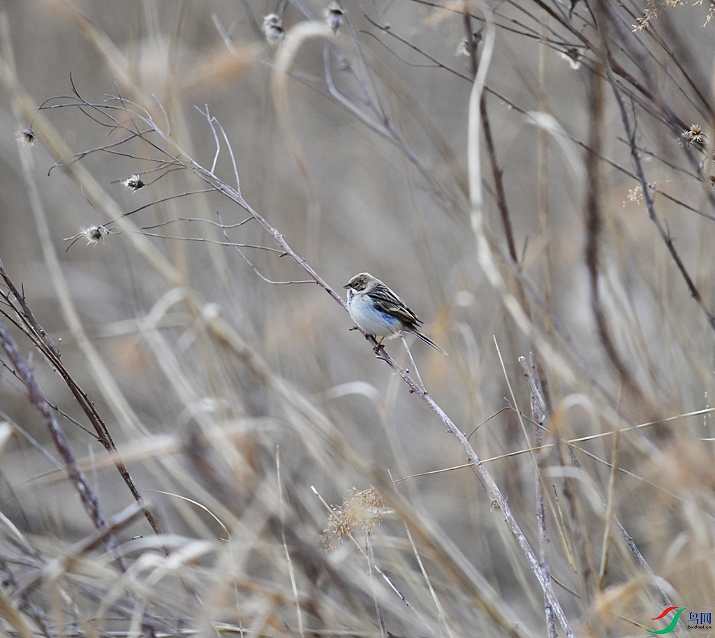 DSC_8375.jpg