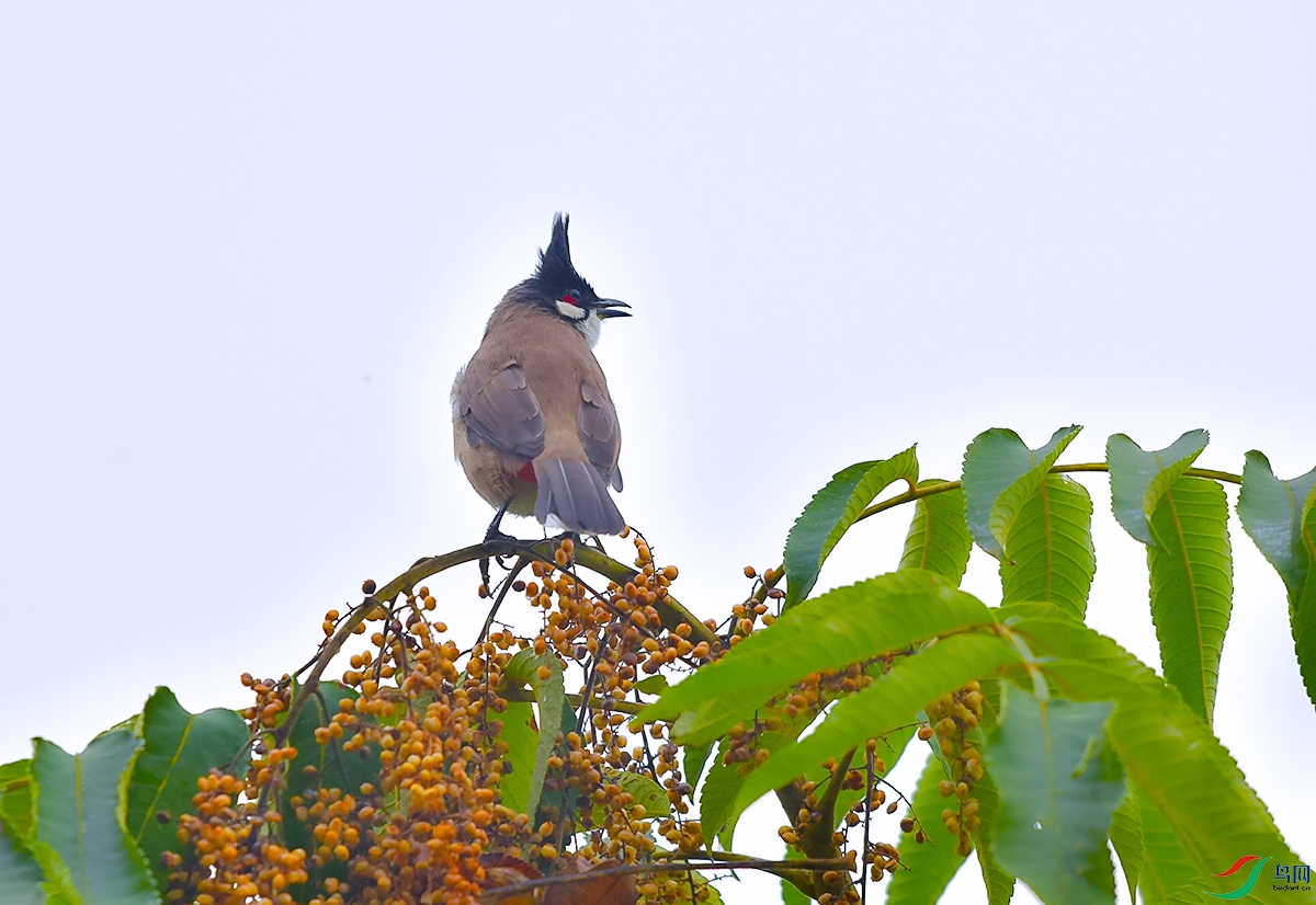 DSC_7038.JPG