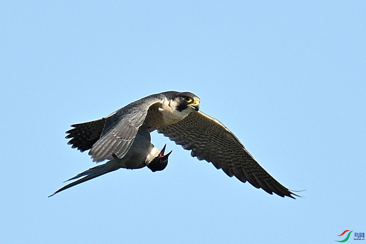 DSC_0431.JPG