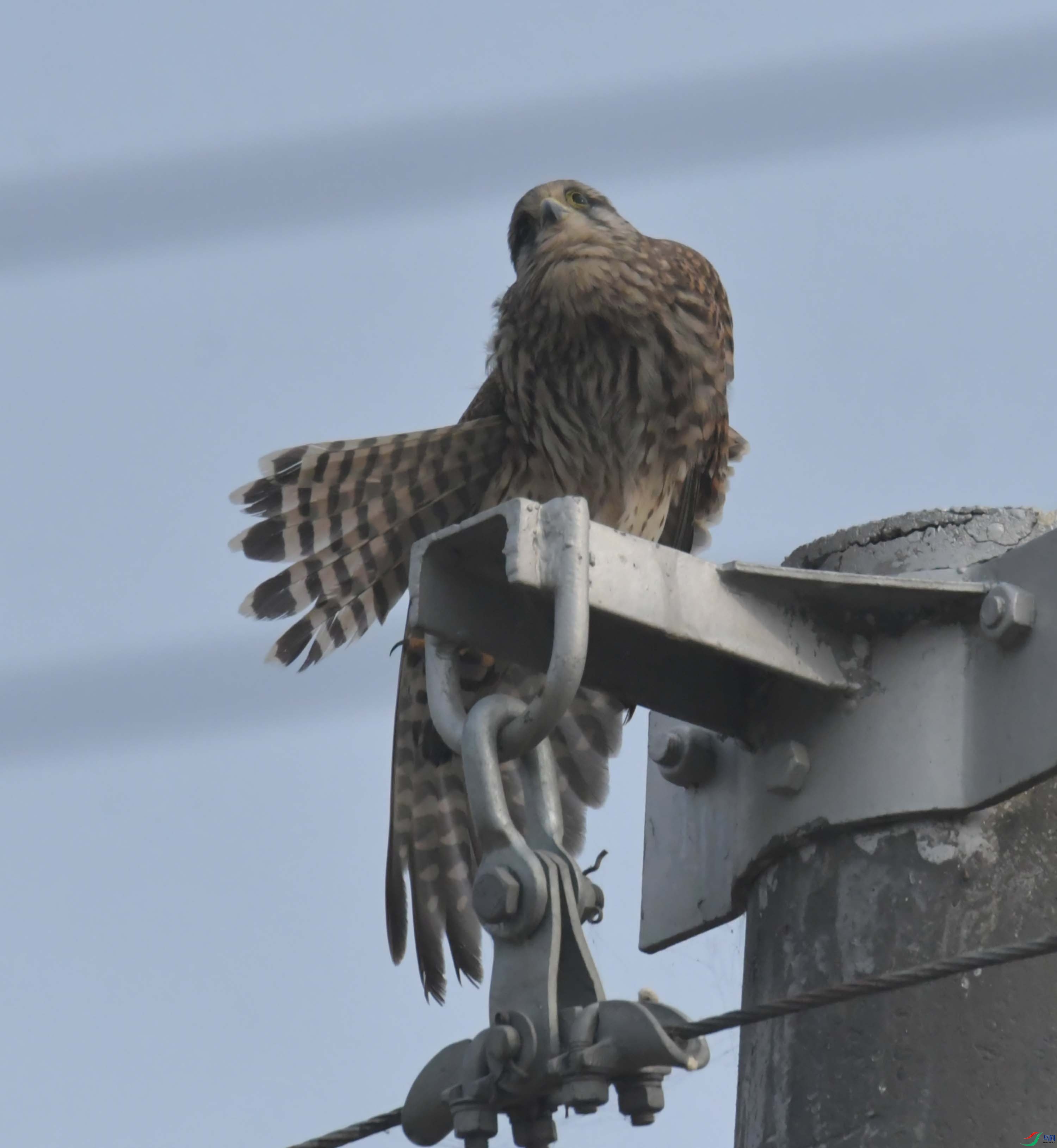 DSC_0387.JPG
