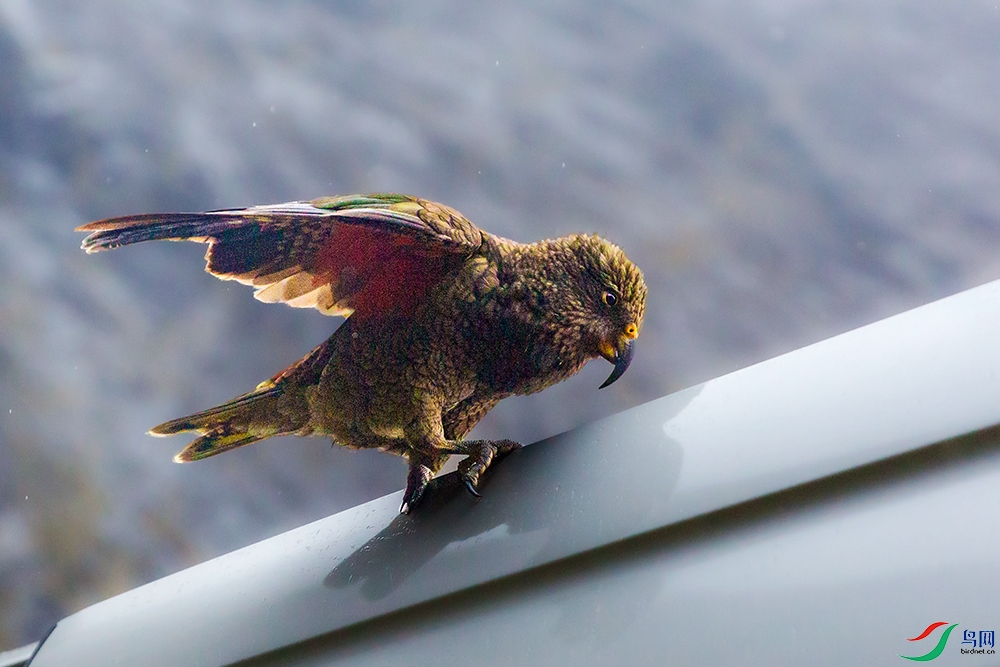 ��������----�������