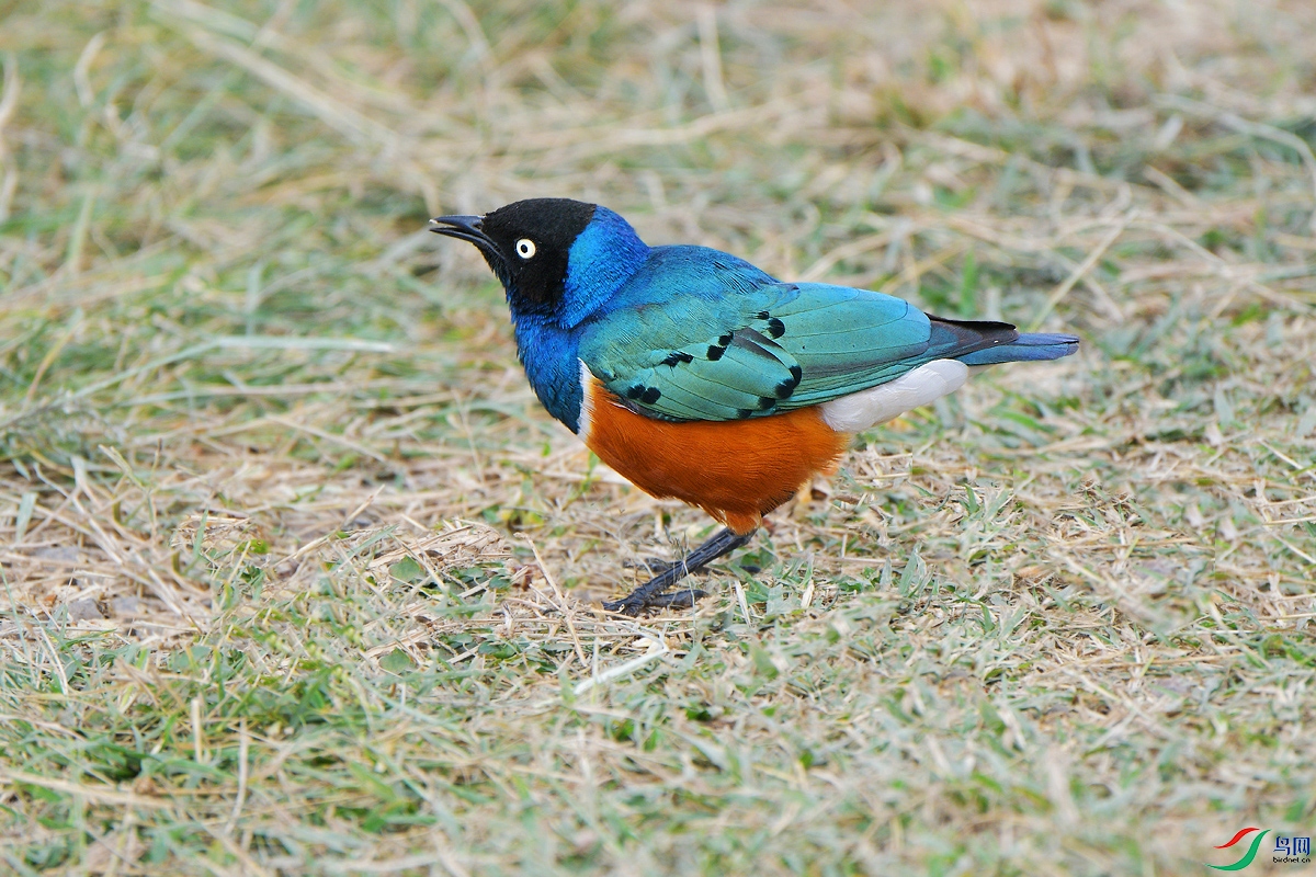 DSC_4334.JPG