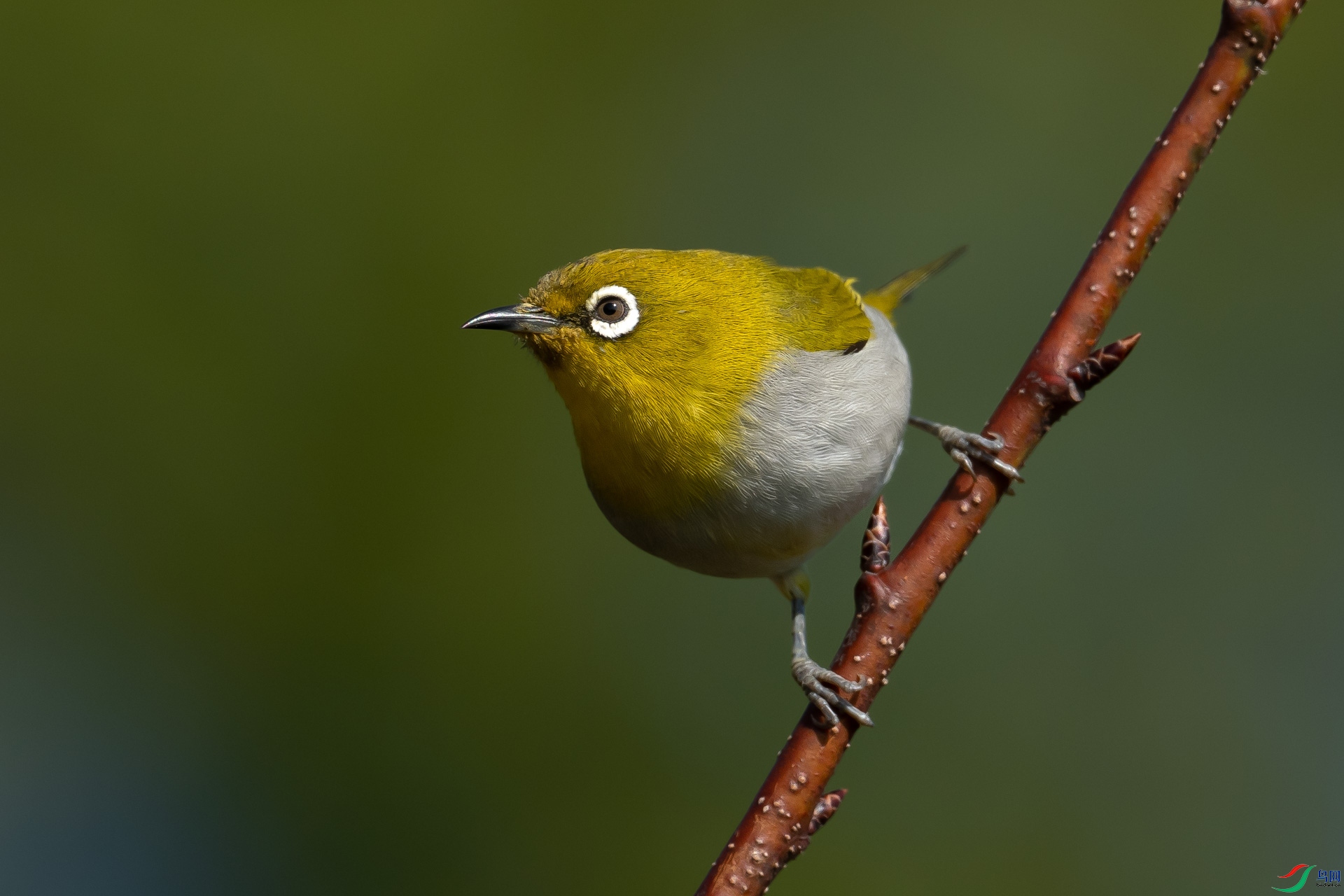 DSC_2645.jpg