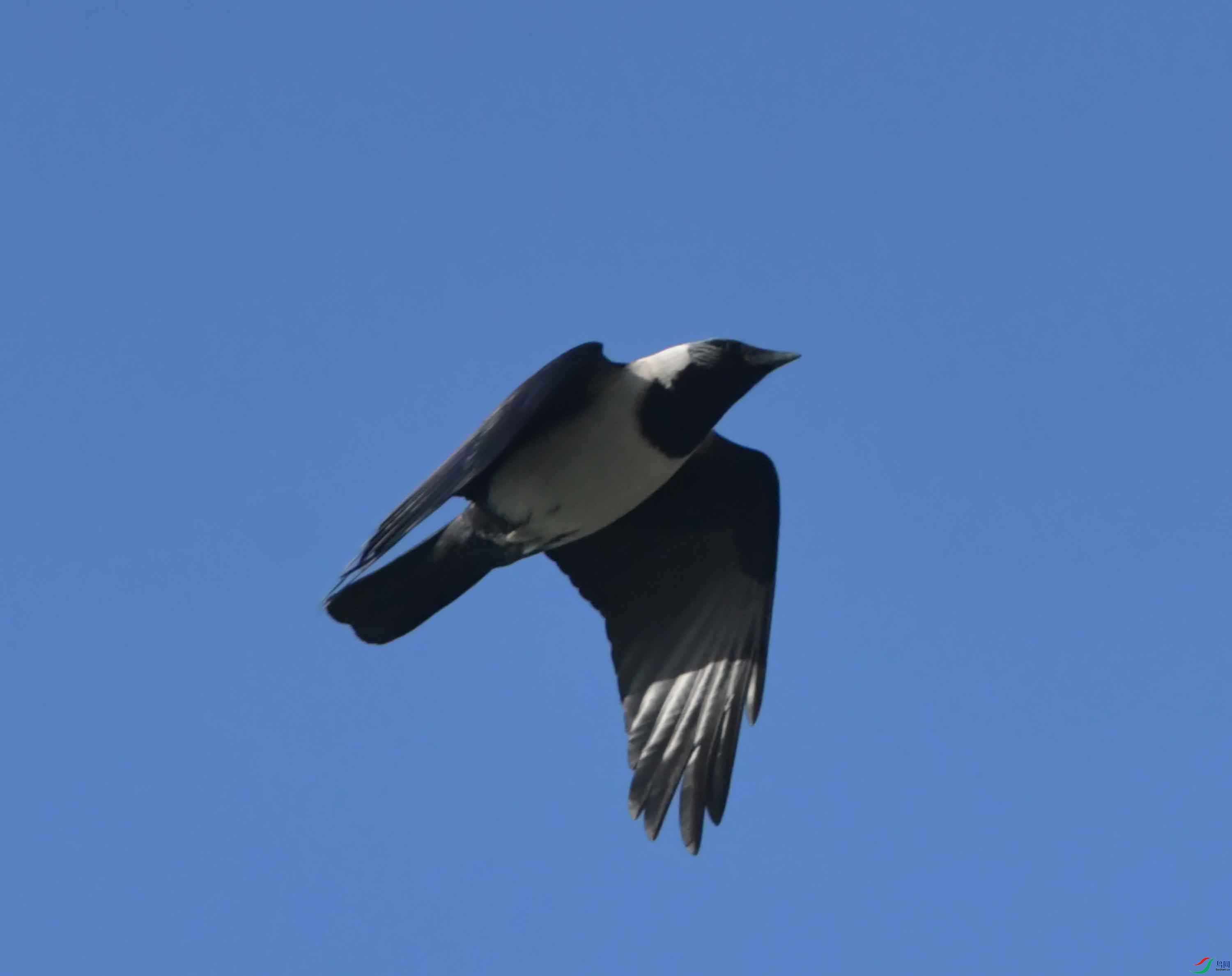 DSC_7867.JPG