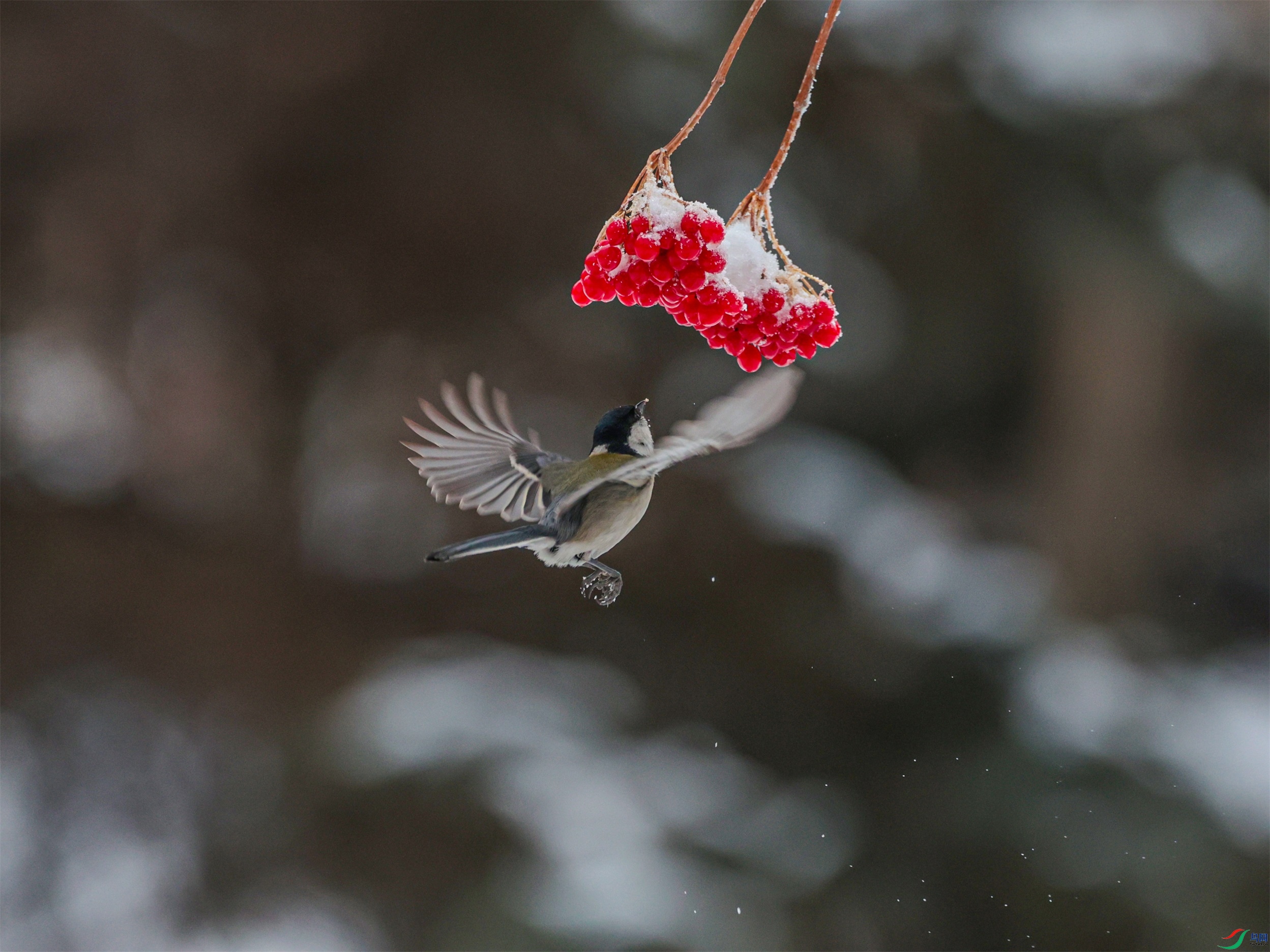 1K3A2572 ����1.jpg