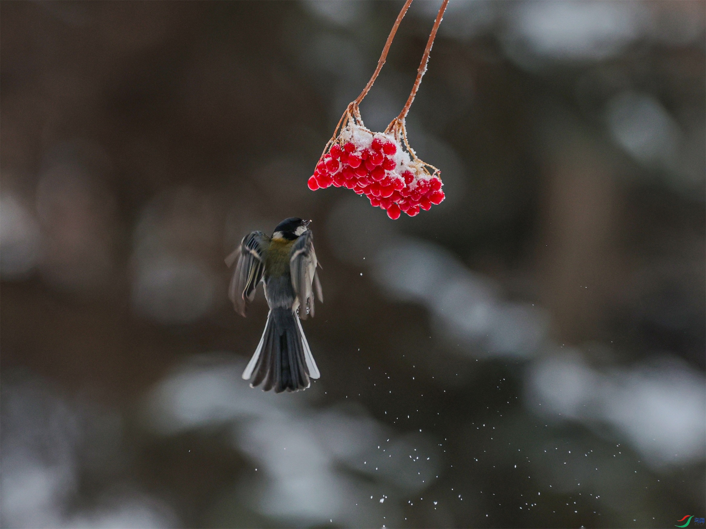 1K3A2571 ����1.jpg