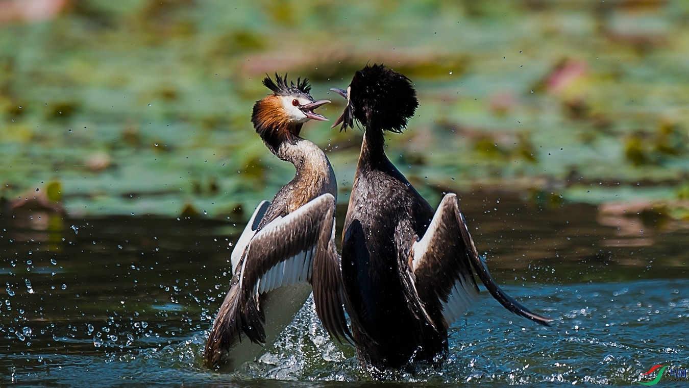 DSC_9777 - ����.jpg