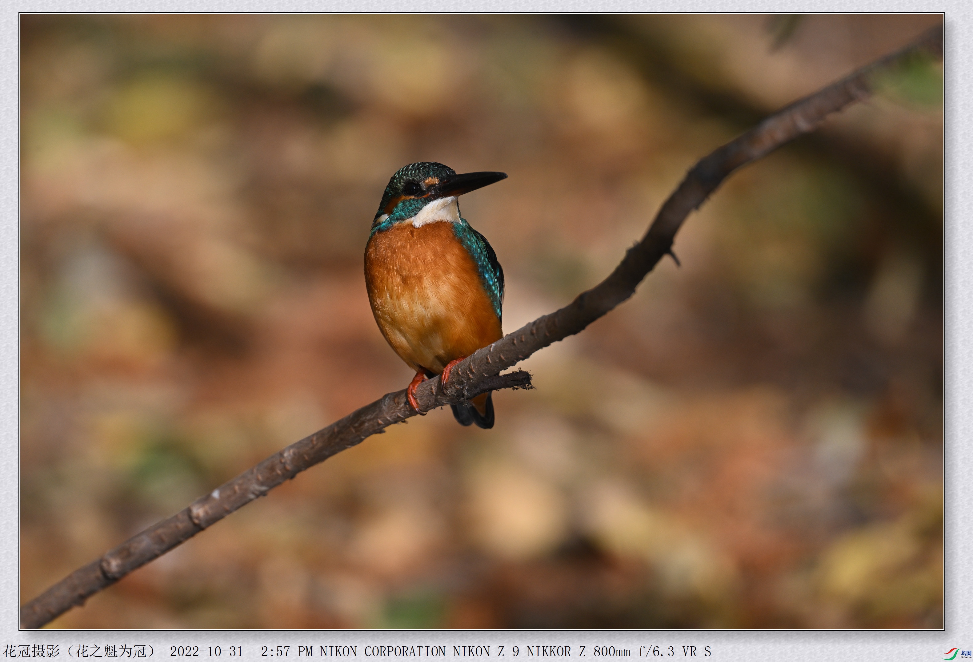 DSC_4545B-1_����.jpg