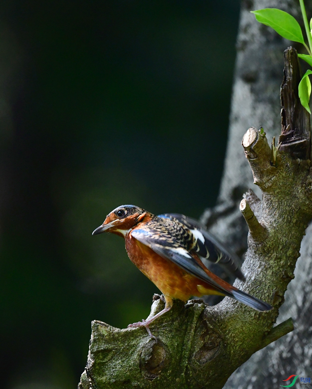 DSC_8103_��ͼ��_����333.jpg
