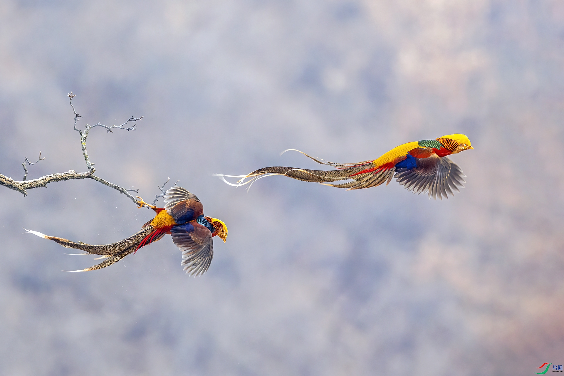 ��ɽ�츹����113-1.jpg