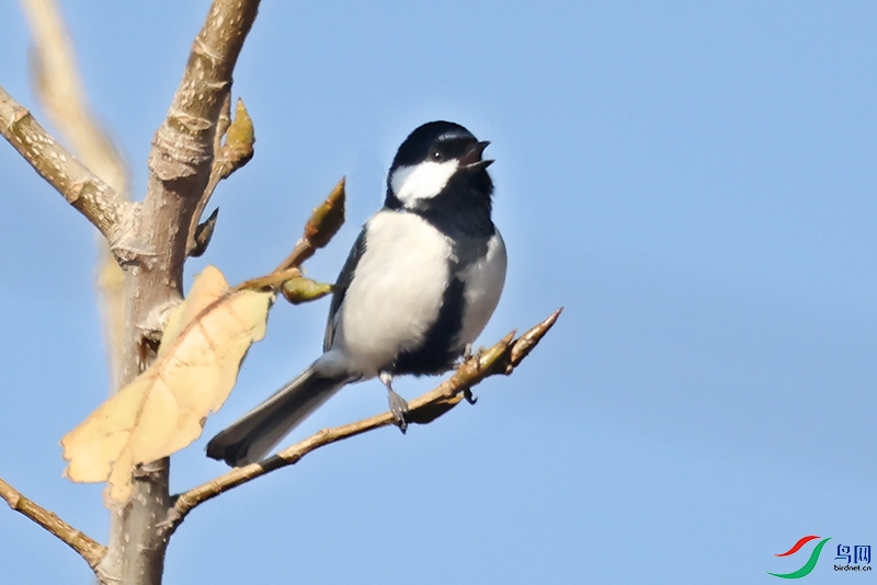 A28A0799-.jpg