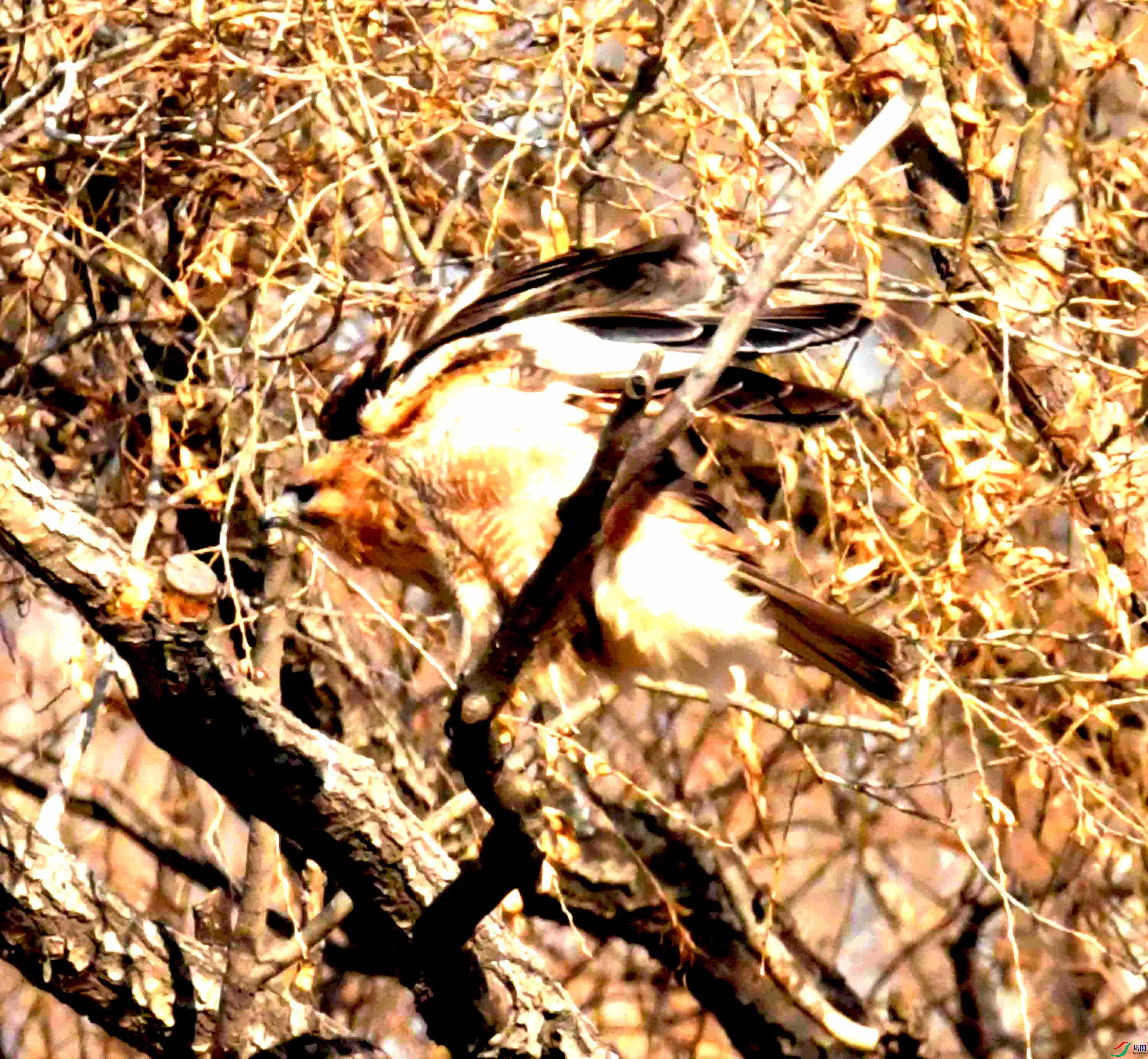 DSC_1546.JPG