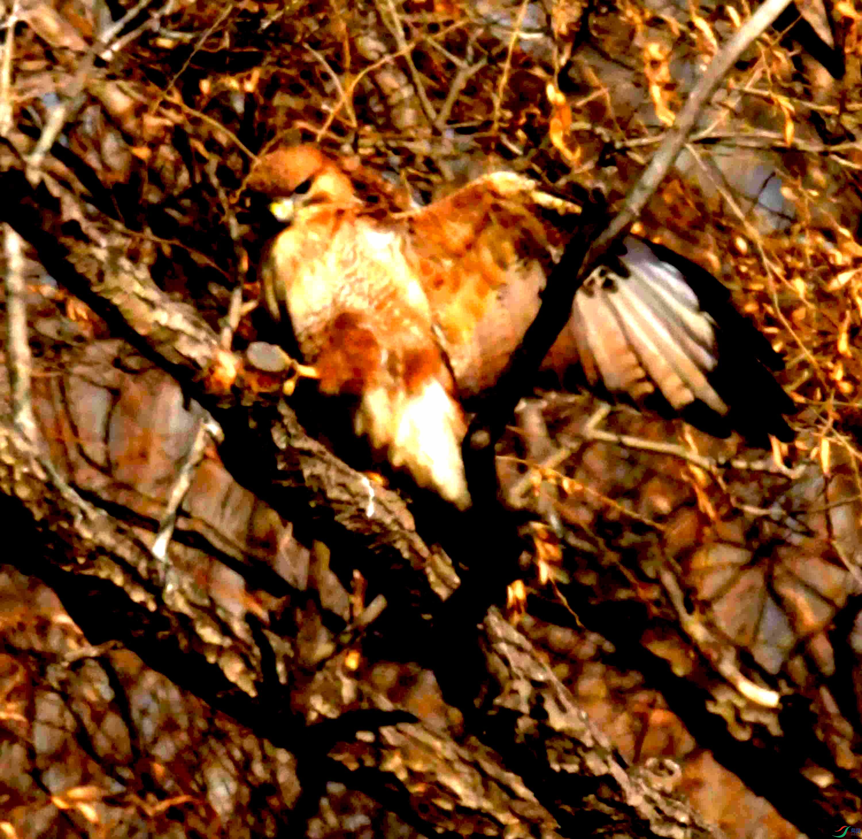 DSC_1650.JPG