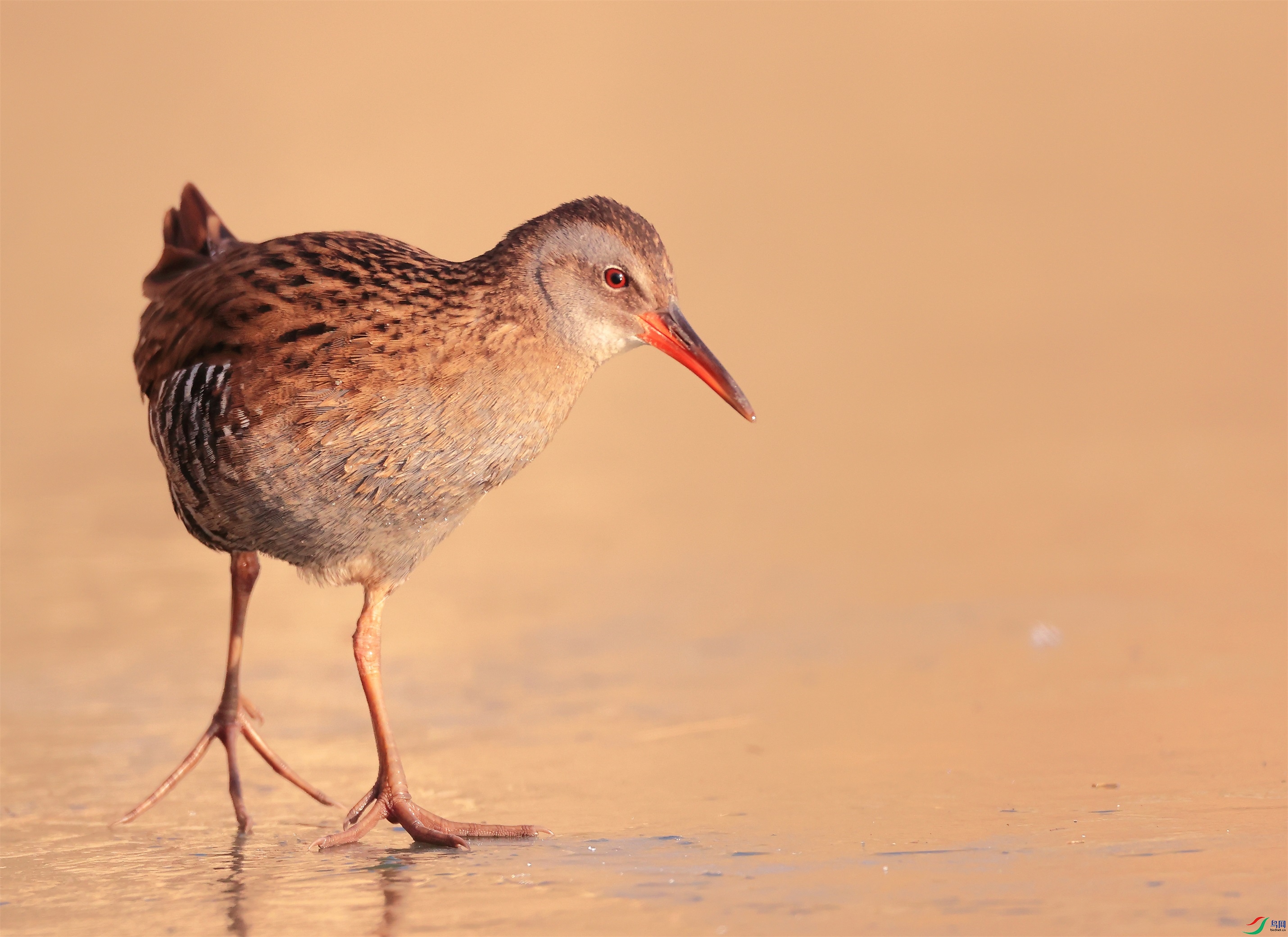 26 - ���� (2).JPG