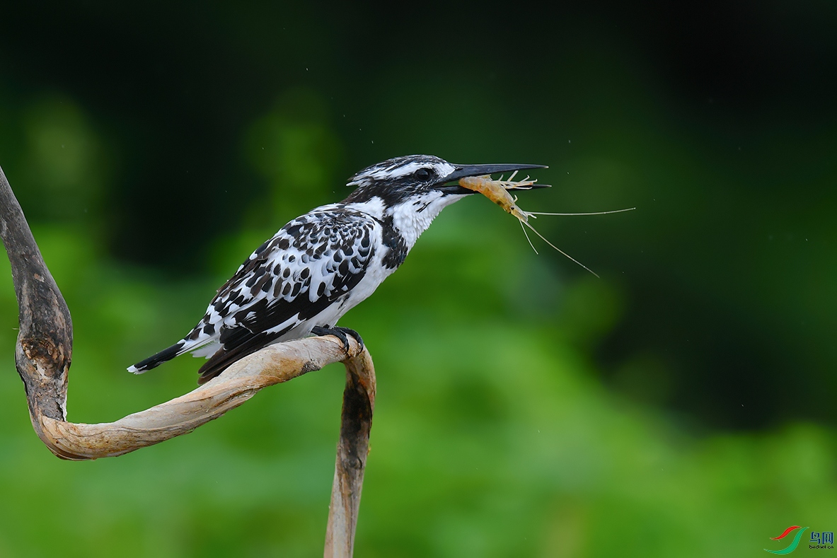 DSC_4061_DxOa.jpg