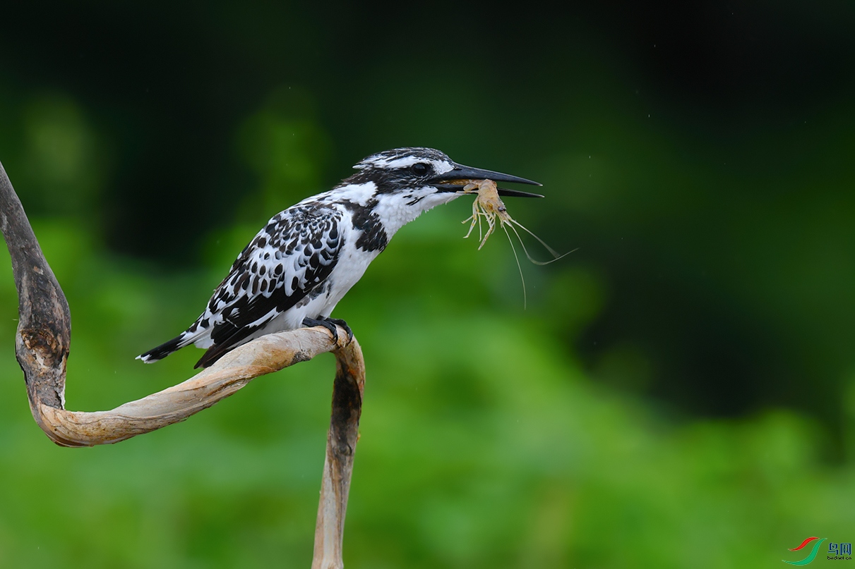 DSC_4074_DxOa.jpg